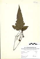 藏品(聖蕨)的圖片